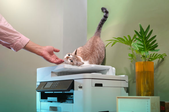 What are my business waste obligations if I work from home?
